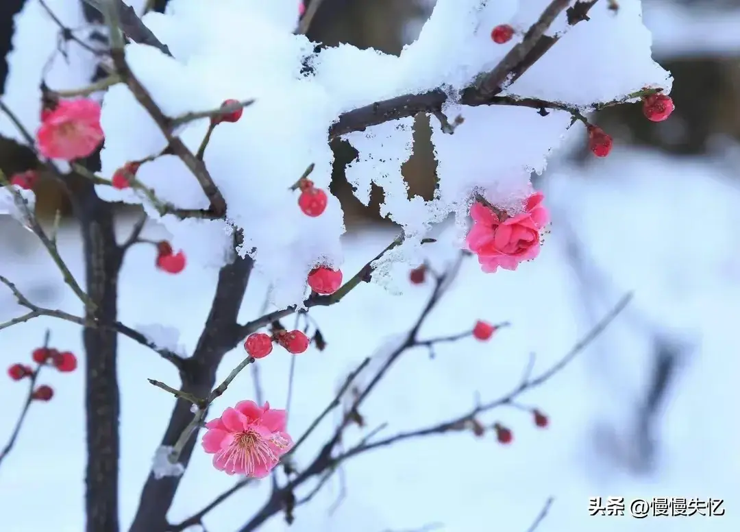 试问梅花何处好，与君藉草携壶（12首梅花诗词优美）