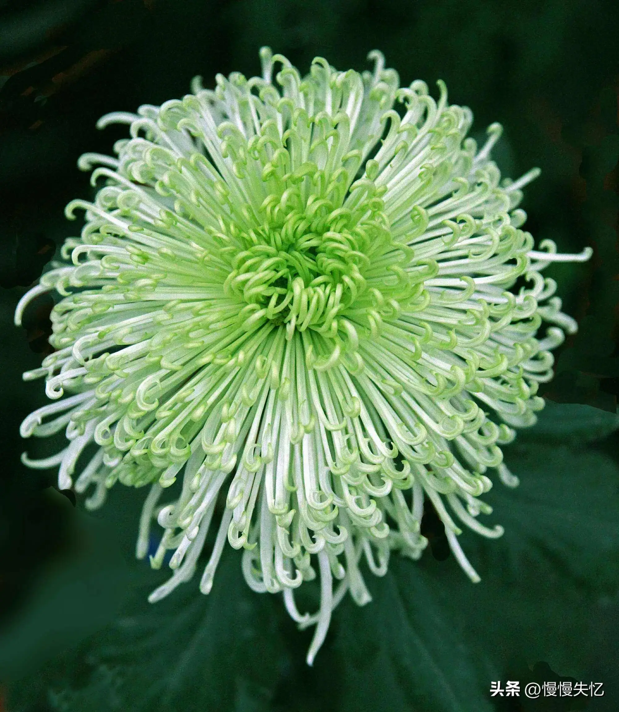 赞美菊花诗词名句（20首优美菊花古诗）