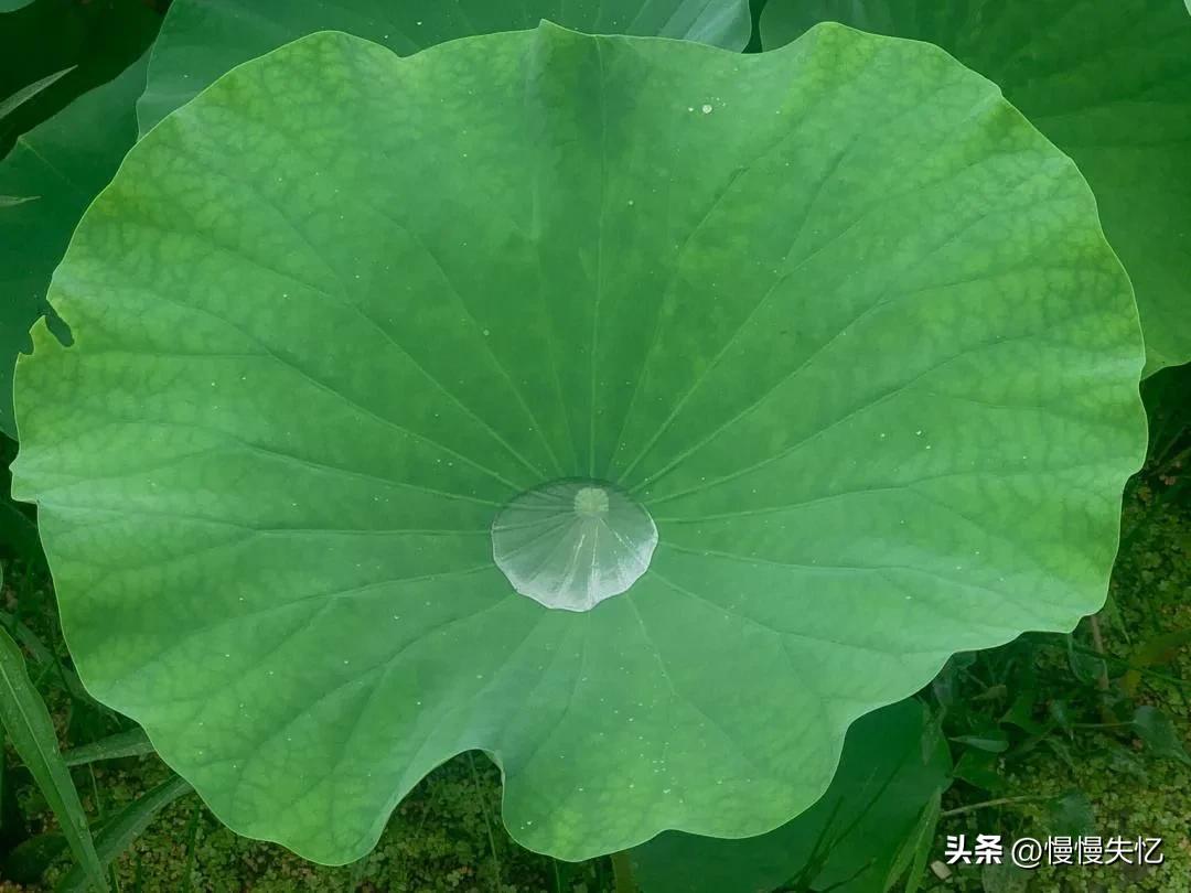 夏雨诗词名句有哪些（20首优美夏雨诗词）