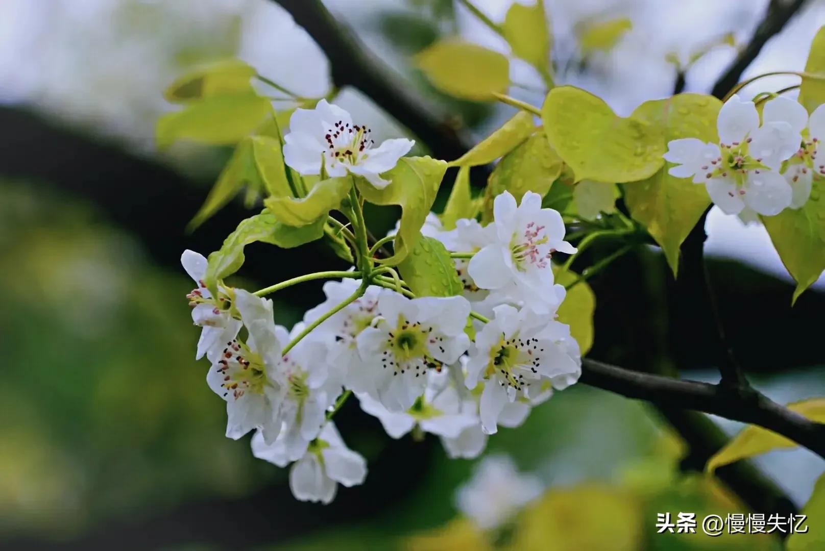 占断天下白，压尽人间花（推荐六首梨花诗词经典）