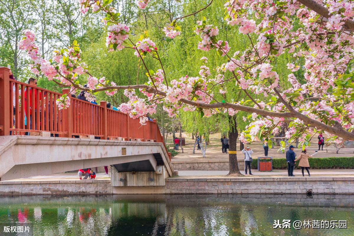 杨柳新绿，杏花春雨（描述春游的18首诗词）