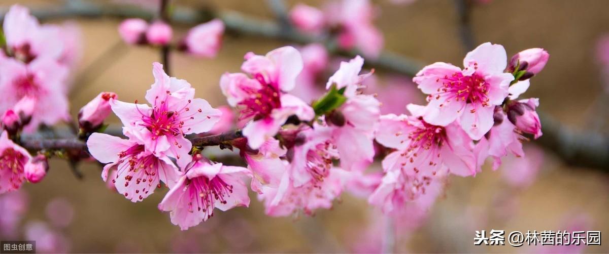 杨柳新绿，杏花春雨（描述春游的18首诗词）