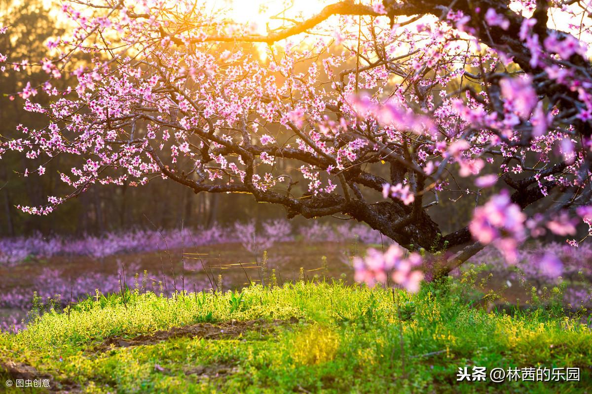 描写桃花唯美古诗（12首歌咏桃花的诗词）