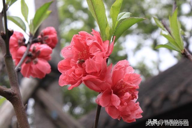 杨柳新绿，杏花春雨（16首歌咏春天的经典诗词）