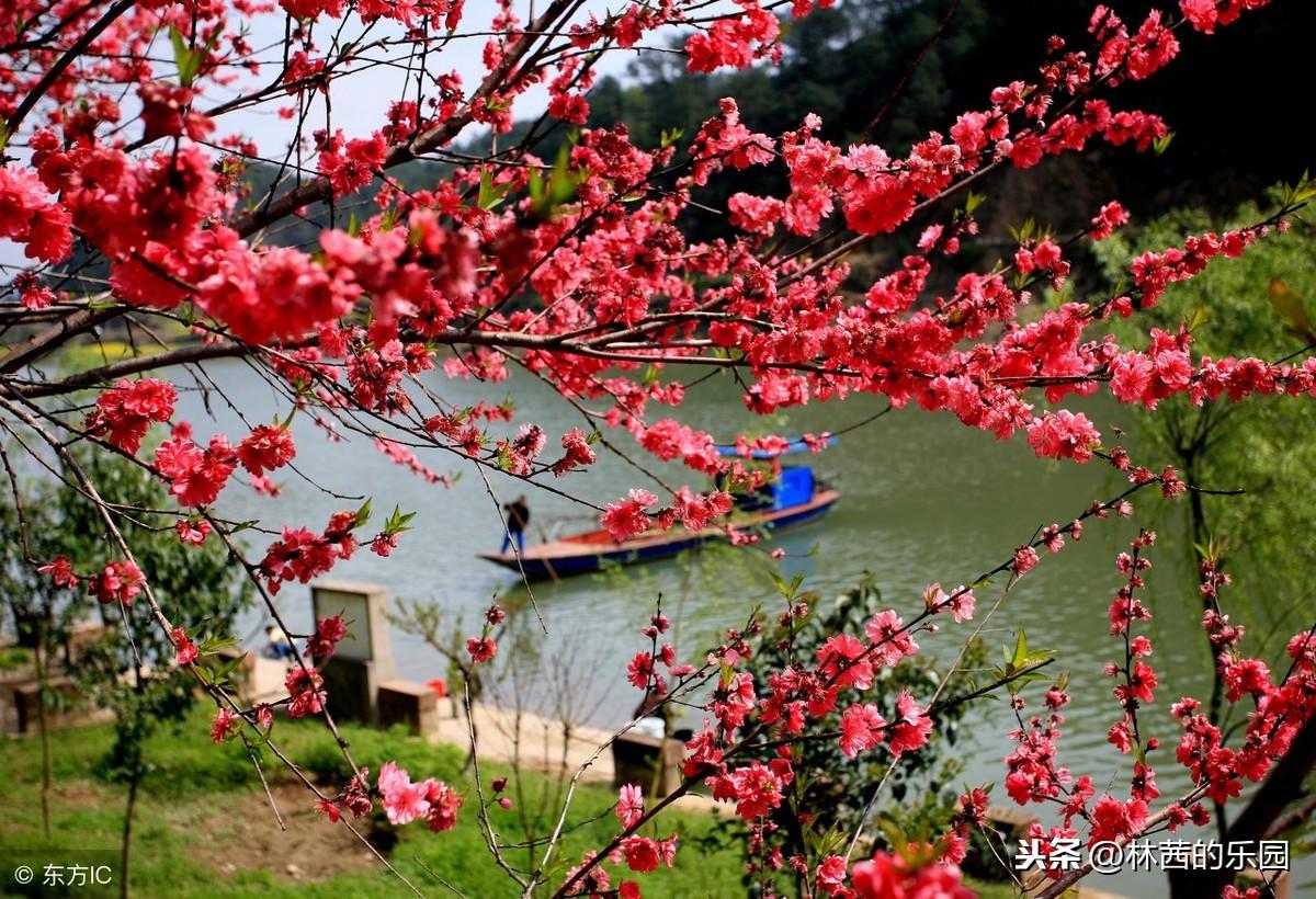 杨柳新绿，杏花春雨（16首歌咏春天的经典诗词）