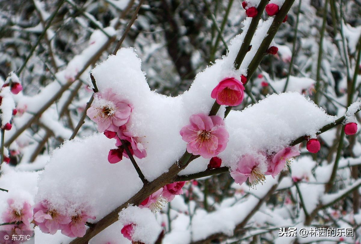 雪影映梅香，画意融诗情（推荐16首歌咏冬天的经典诗词）