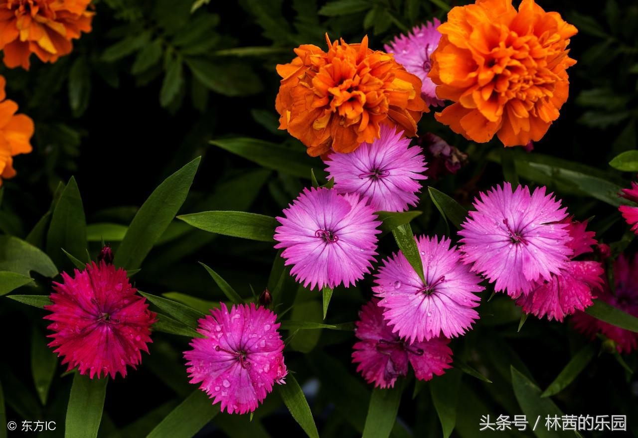 菊花经典古诗大全（菊花的20首经典诗词）