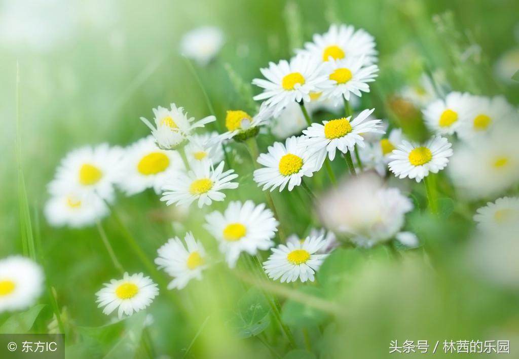 菊花经典古诗大全（菊花的20首经典诗词）