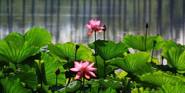 形容百花古诗词的诗句（80句歌咏百花的唯美诗词名句）