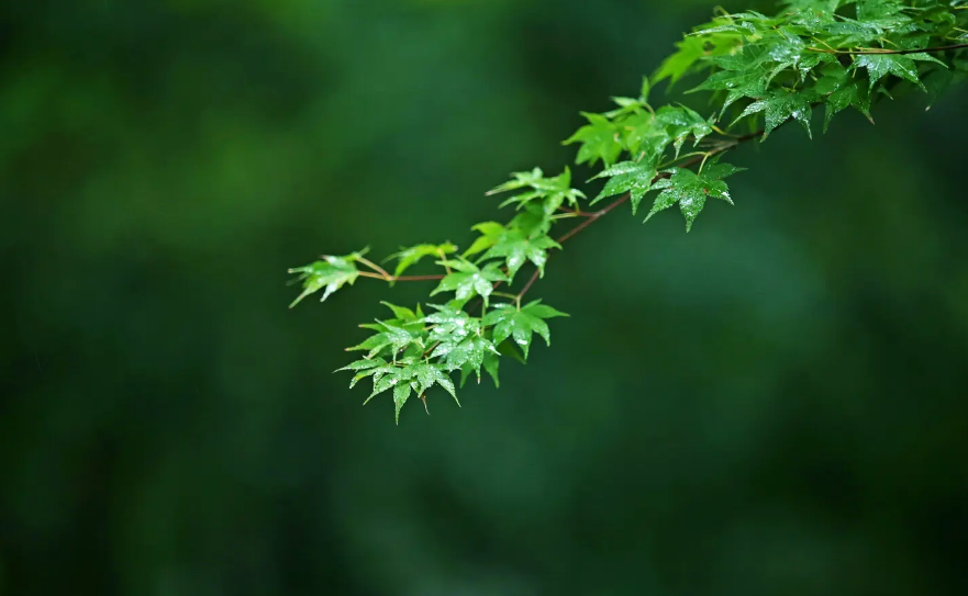 描写秋雨的诗词名句（十首初秋雨的诗词）