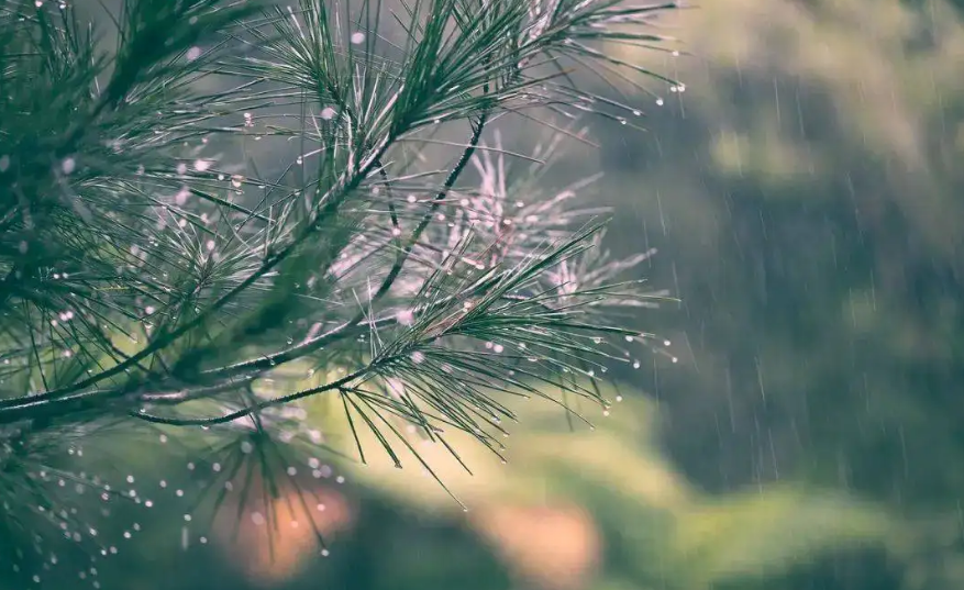 描写秋雨的诗词名句（十首初秋雨的诗词）