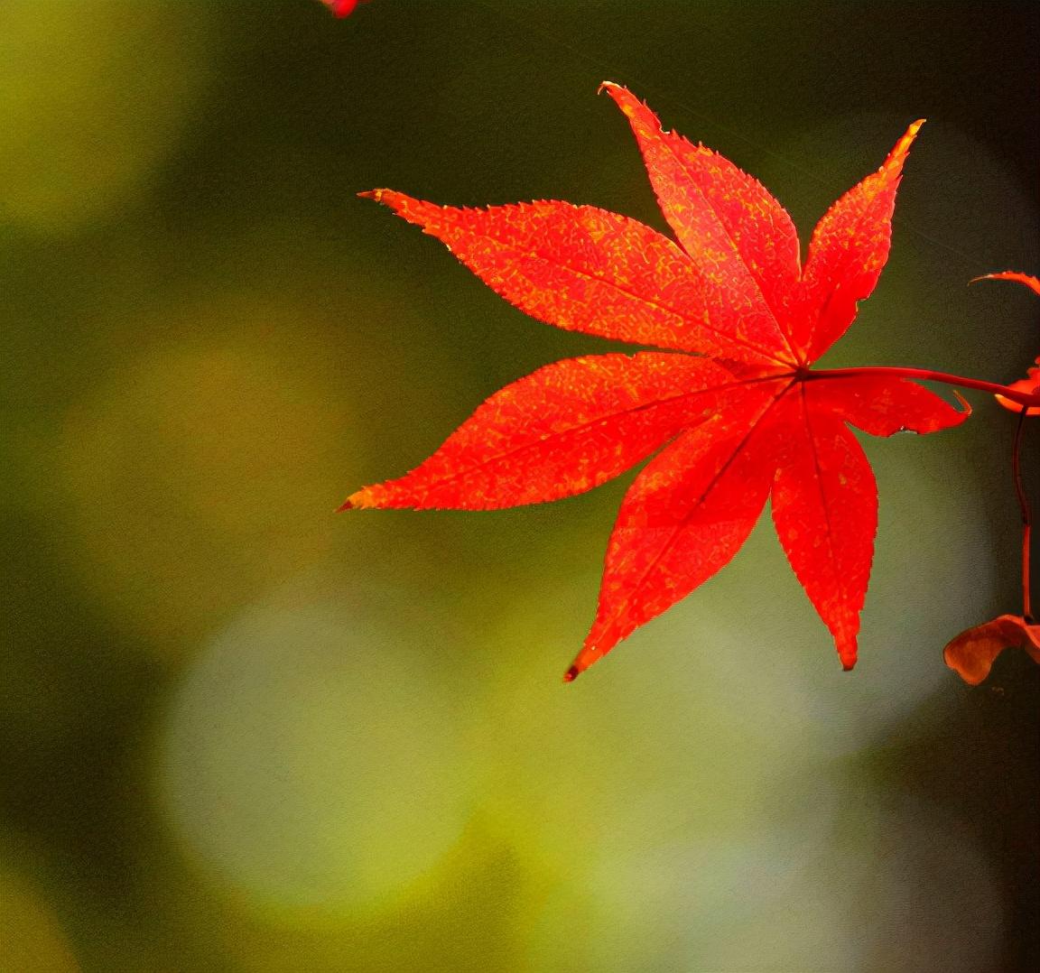 枫叶经典古诗大全（12首有关枫叶的诗词）