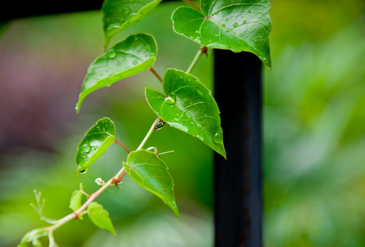 听雨经典古诗有哪些（十首听雨的诗词）