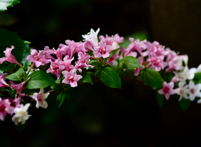 锦带花开，绚烂多姿（八首锦带花的诗词）