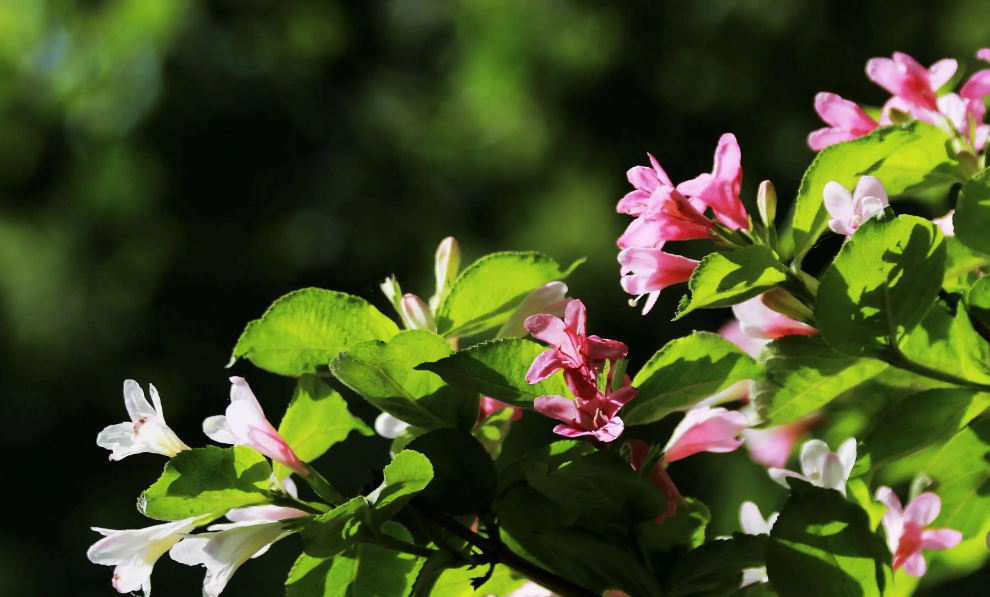 锦带花开，绚烂多姿（八首锦带花的诗词）