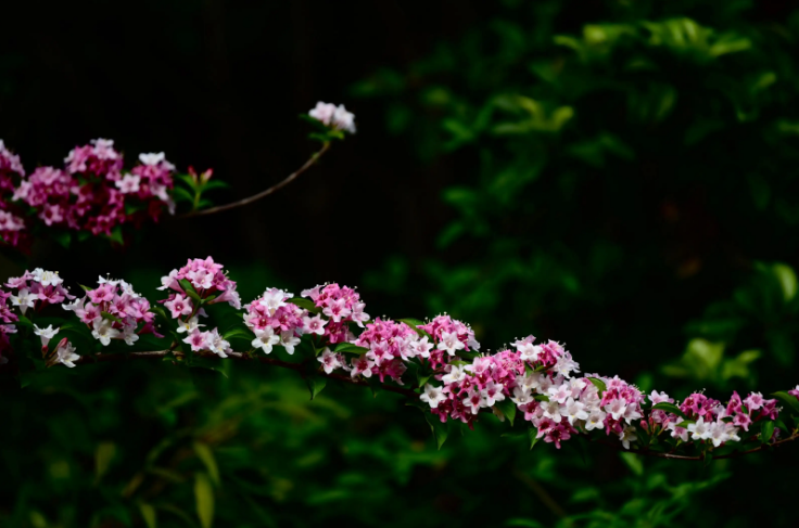 锦带花开，绚烂多姿（八首锦带花的诗词）