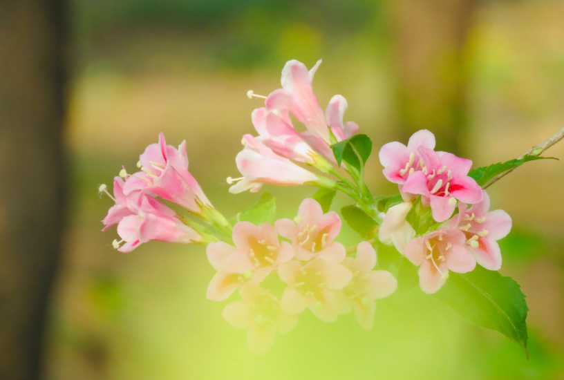 锦带花开，绚烂多姿（八首锦带花的诗词）