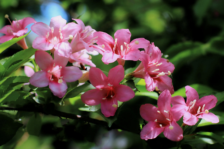 锦带花开，绚烂多姿（八首锦带花的诗词）