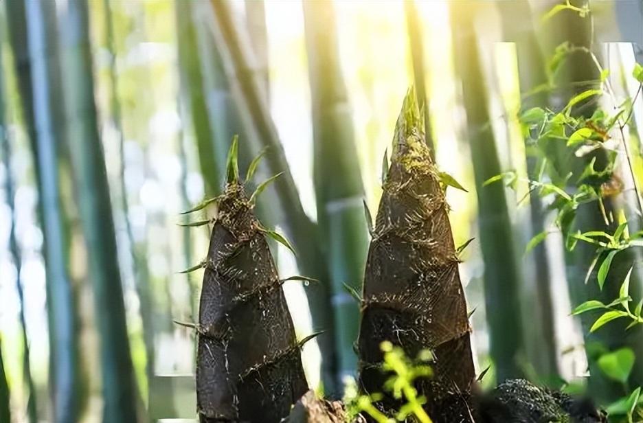 新笋诗词名句大全（十首有关新笋的诗词）