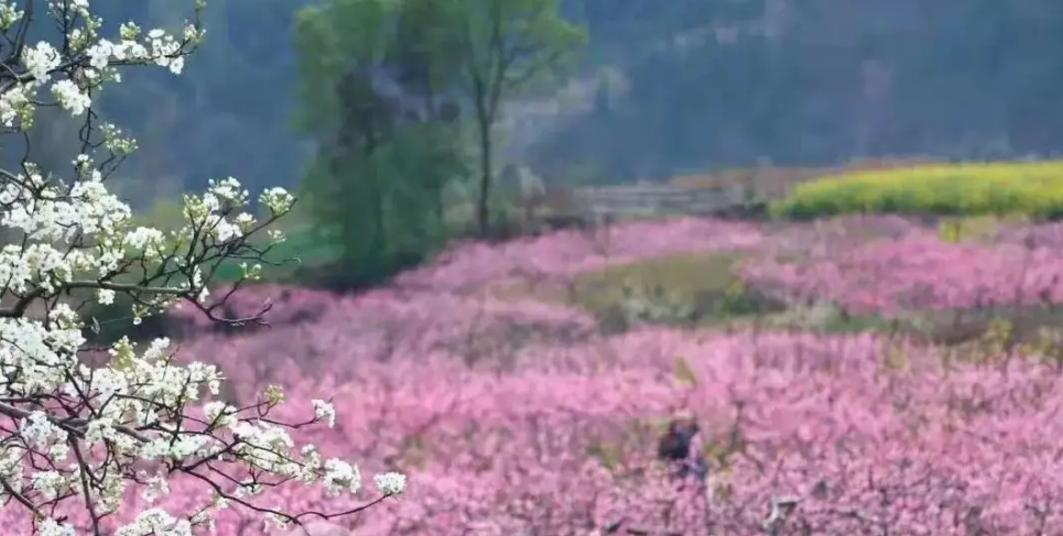 看花诗词名句有哪些（十二首看花的优美诗词）