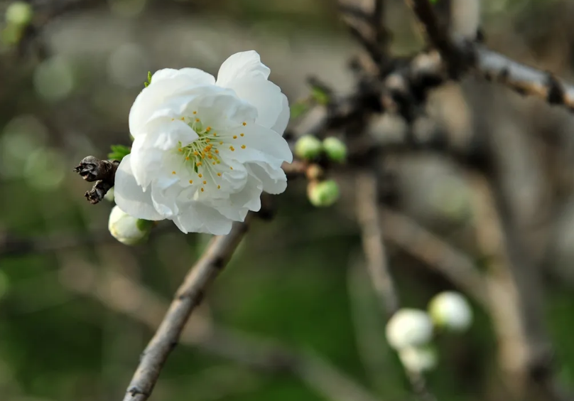 白桃花诗词名句大全（十首白桃花的诗词）