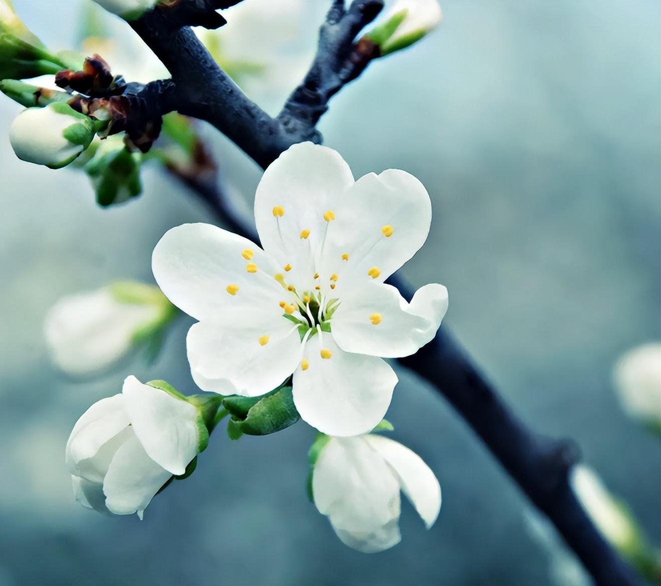 白桃花诗词名句大全（十首白桃花的诗词）