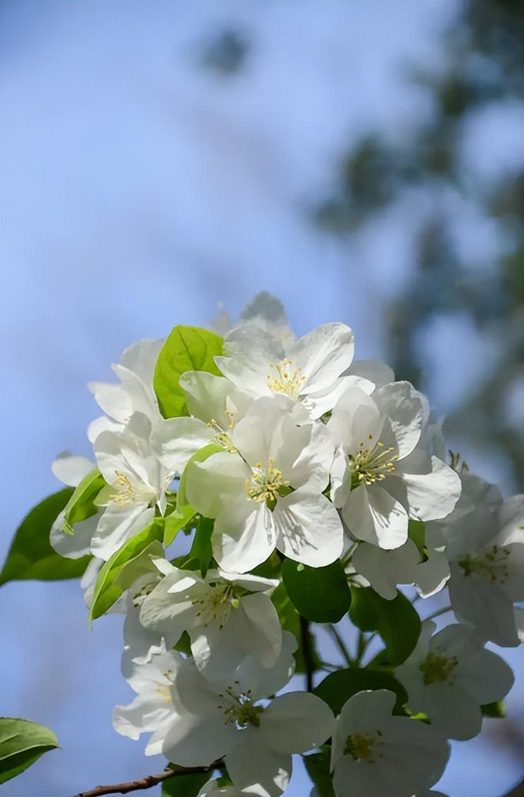 白桃花诗词名句大全（十首白桃花的诗词）