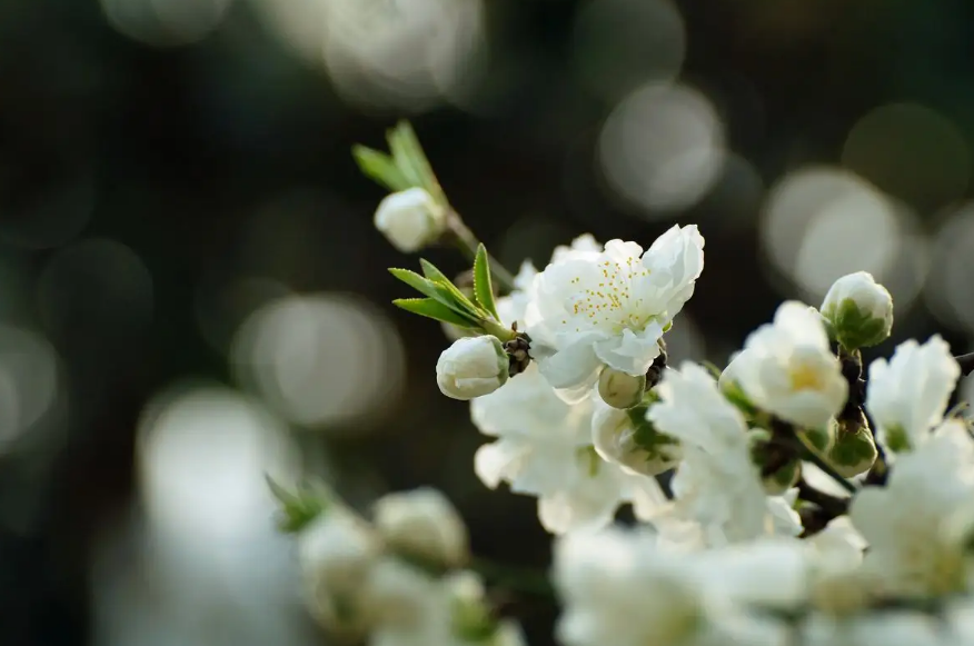 白桃花诗词名句大全（十首白桃花的诗词）