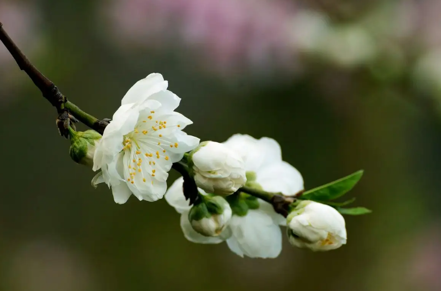 白桃花诗词名句大全（十首白桃花的诗词）