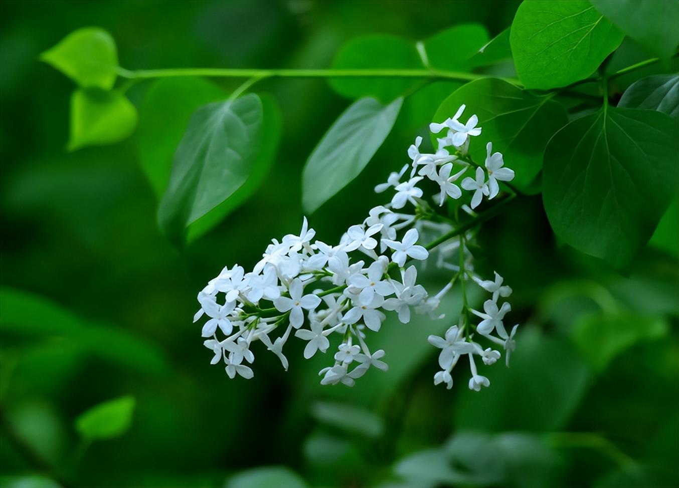 赞美丁香花的诗词名句（十首丁香花的诗词）