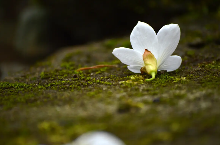 落花经典诗词大全（十首落花的诗词）