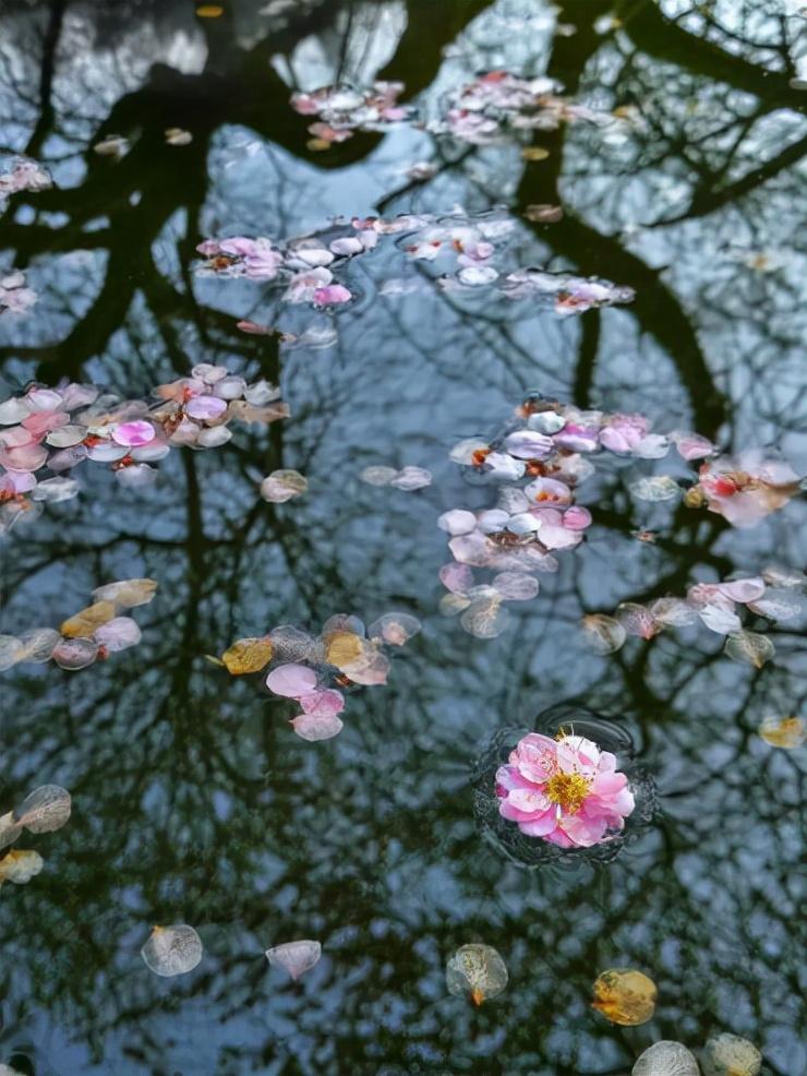 落花经典诗词大全（十首落花的诗词）