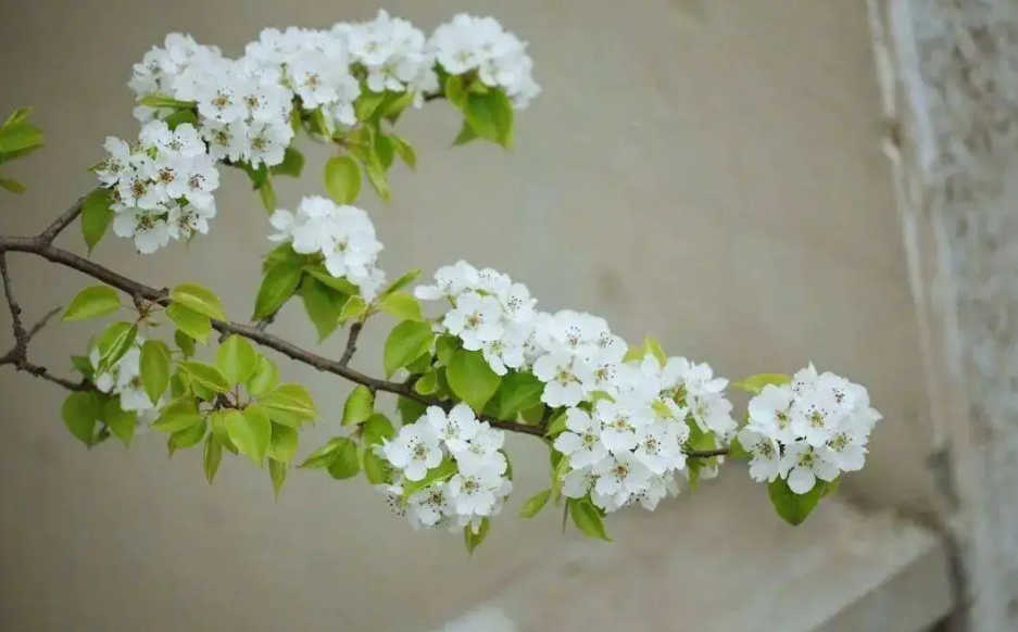 满树花开，洁白胜雪（十二首棠梨花的诗词）