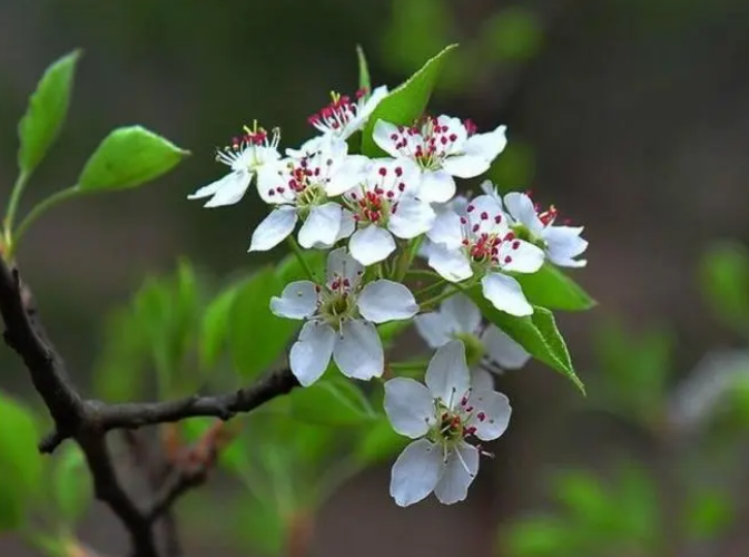 满树花开，洁白胜雪（十二首棠梨花的诗词）