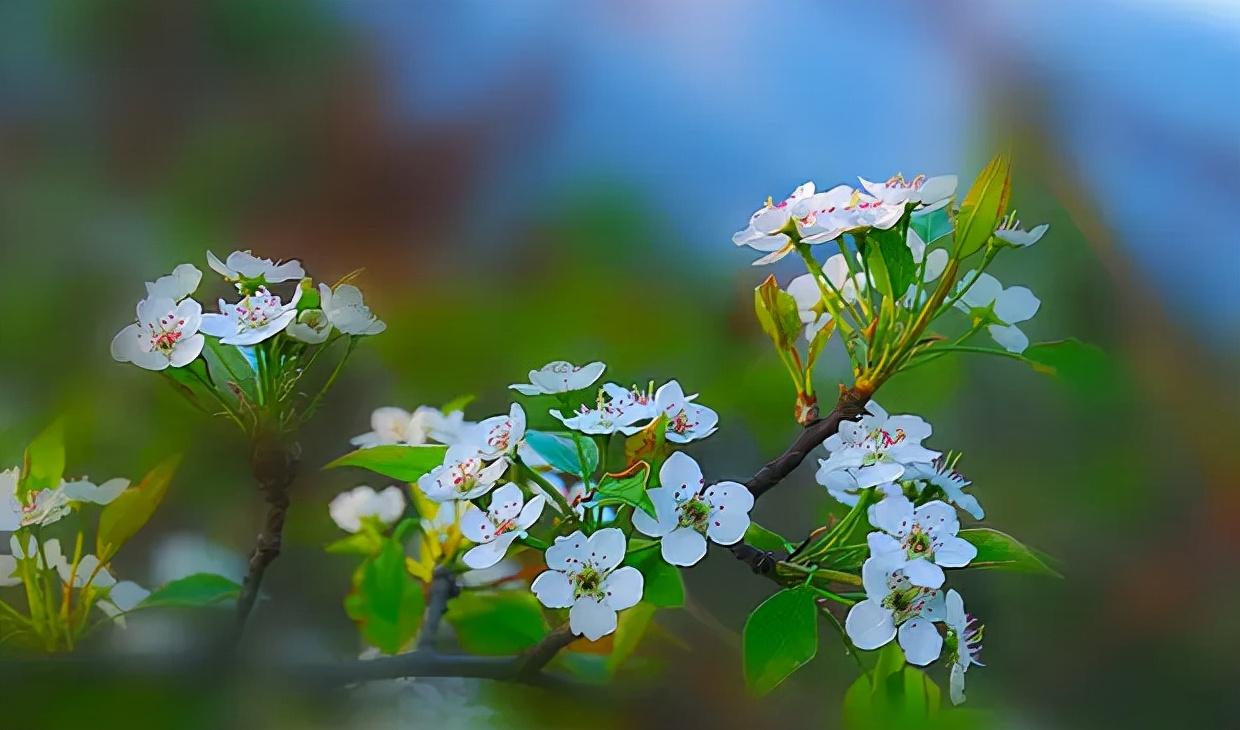 满树花开，洁白胜雪（十二首棠梨花的诗词）