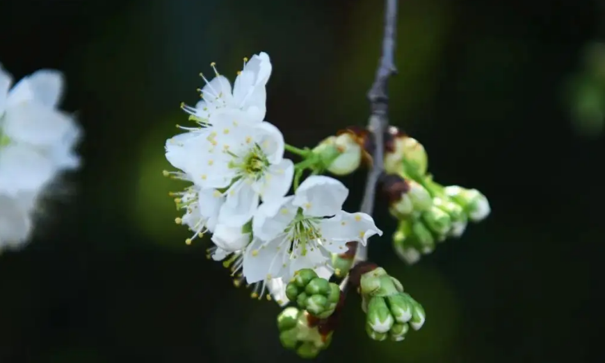 满树花开，洁白胜雪（十二首棠梨花的诗词）