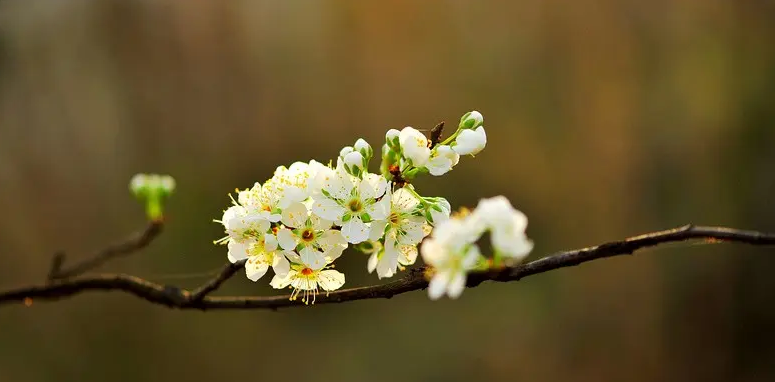 满树花开，洁白胜雪（十二首棠梨花的诗词）