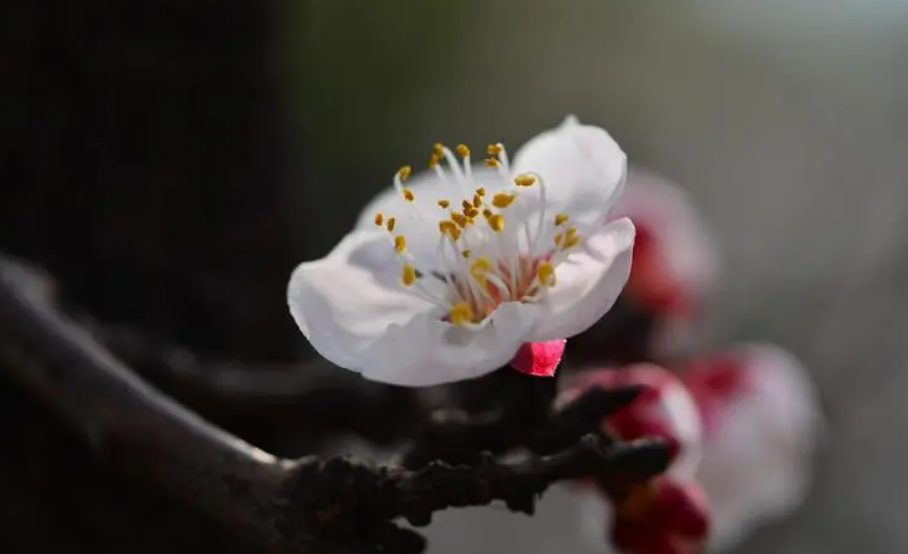 杏花经典诗词大全（十首杏花的唯美诗词）