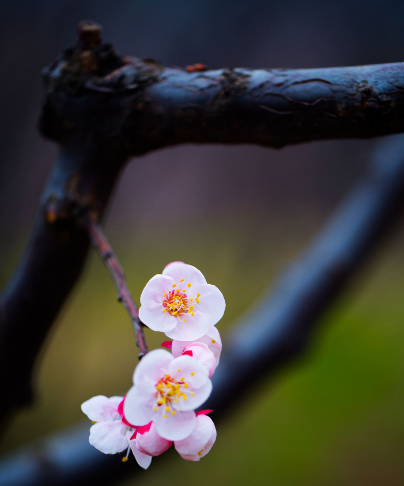 杏花经典诗词大全（十首杏花的唯美诗词）