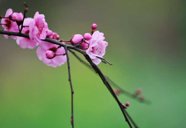 寻春经典诗词有哪些（十首寻春的诗词）