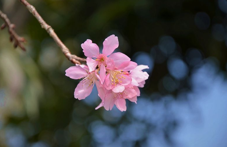 寻春经典诗词有哪些（十首寻春的诗词）