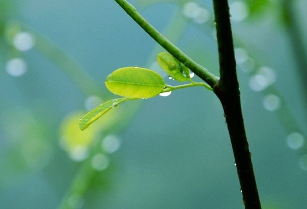 寻春经典诗词有哪些（十首寻春的诗词）