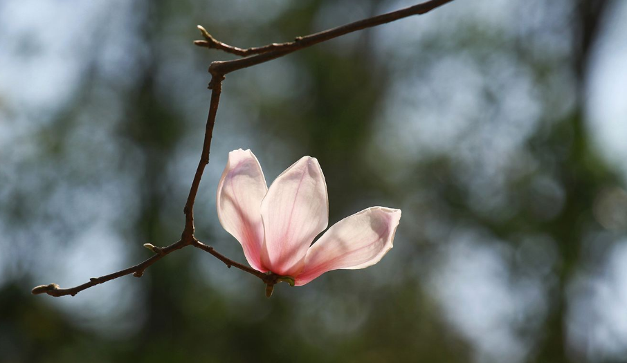 咏玉兰花经典的古诗词（十二首玉兰花的诗词）