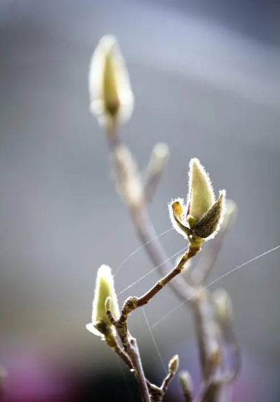 春天经典诗词大全（十首初春诗词）