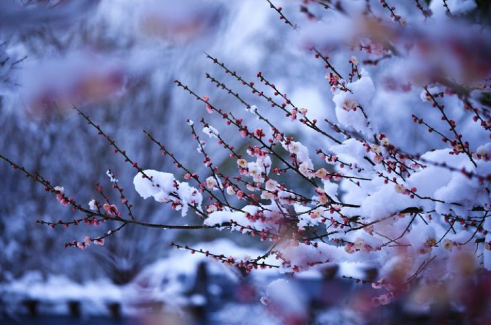 赞美梅花的优美古诗词（十二首踏雪寻梅的诗词）