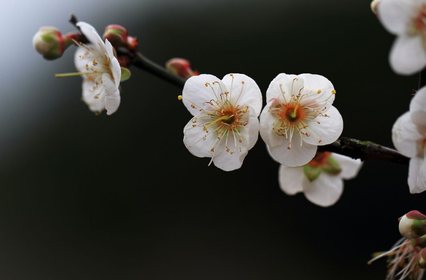 赞美梅花的古诗优美（十二首赏梅的诗词）