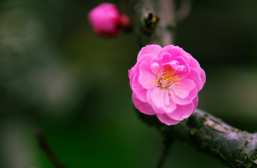 赞美梅花的古诗优美（十二首赏梅的诗词）