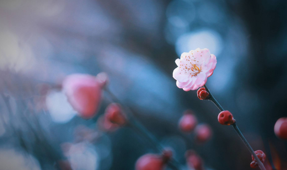 赞美梅花的古诗优美（十二首赏梅的诗词）