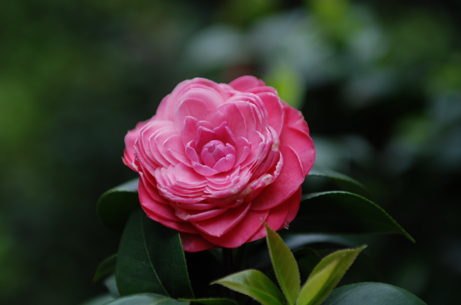 赞美山茶花唯美古诗（十一首山茶花的诗词）