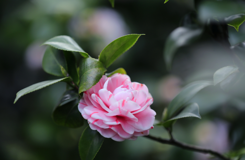 赞美山茶花唯美古诗（十一首山茶花的诗词）